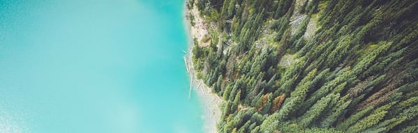 Forest near beach